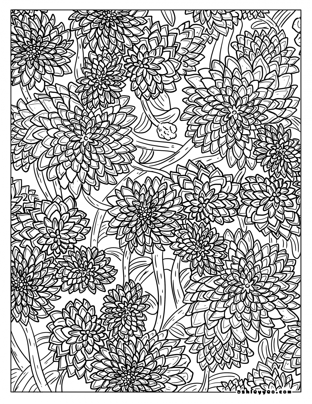 Chrysanthemum Coloring Pages - Ashley Yeo